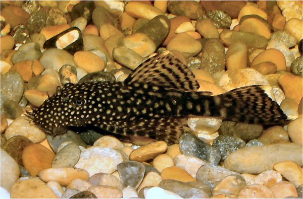 ANCISTRUS